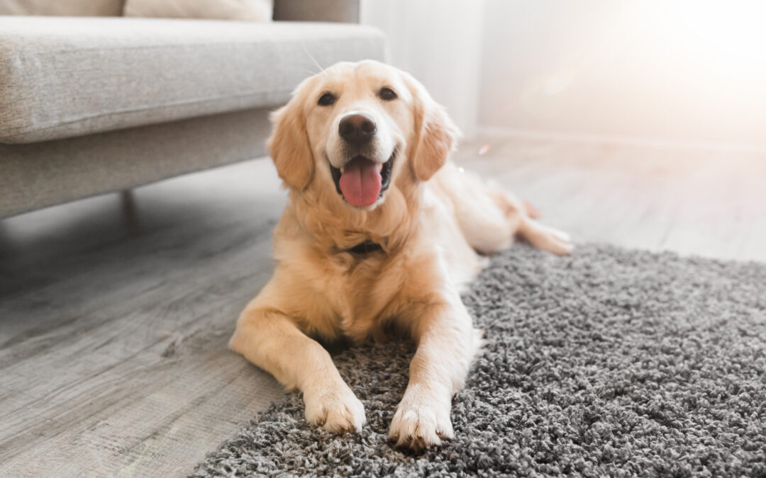Restore Freshness to Your Kennewick Home with Our Pet Odor Removal Services