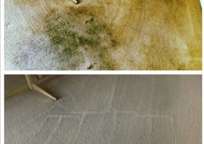Carpet Cleaning Pasco Washington 10